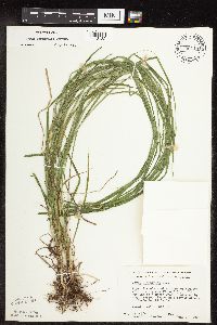 Carex sprengelii image