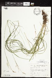 Carex sprengelii image