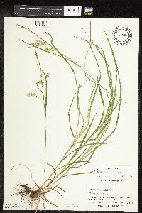 Carex sprengelii image