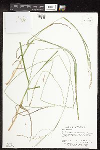 Carex sprengelii image