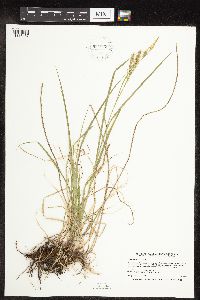 Carex sprengelii image