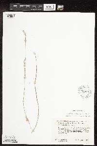 Carex sprengelii image