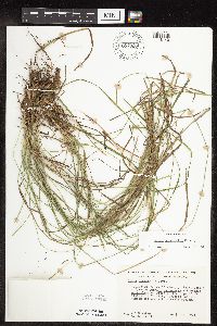 Carex sprengelii image