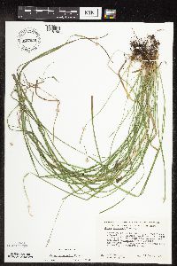 Carex sprengelii image