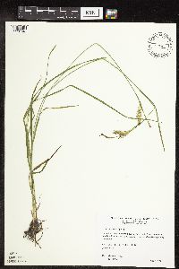 Carex sprengelii image