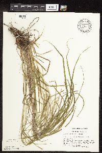 Carex sprengelii image