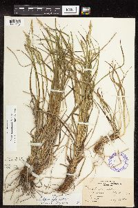 Carex sprengelii image