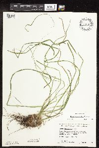 Carex sprengelii image