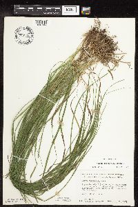Carex sprengelii image