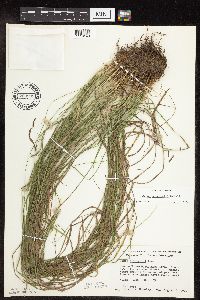 Carex sprengelii image