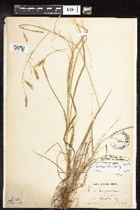 Carex sprengelii image