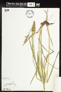 Carex stipata image