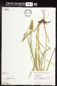 Carex stipata image