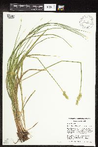 Carex stipata var. stipata image