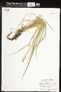 Thumbnail image of current specimen