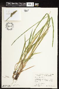 Carex stipata var. stipata image