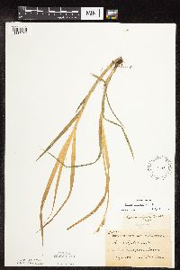 Thumbnail image of current specimen