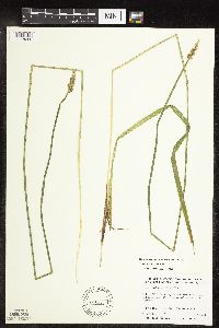 Carex stipata var. stipata image