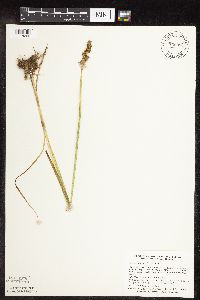 Carex stipata var. stipata image