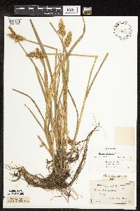 Carex stipata var. stipata image