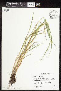 Carex stipata image