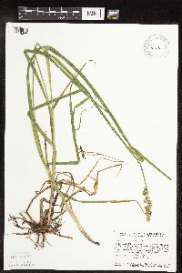 Carex stipata image