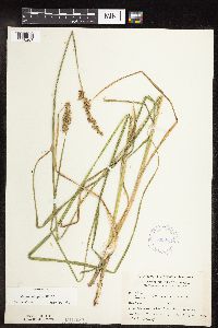 Carex stipata image