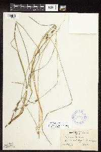 Carex stricta image