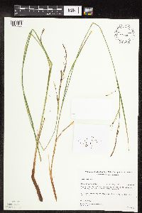 Carex stricta image