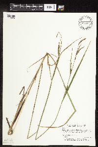 Carex stricta image