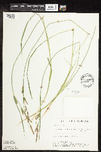 Carex stricta image