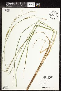 Carex stricta image