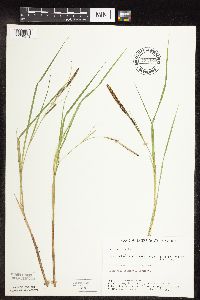 Carex stricta image
