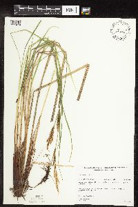 Carex stricta image