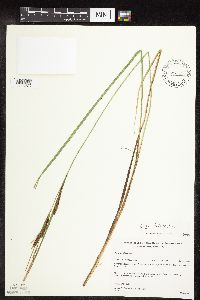 Carex stricta image