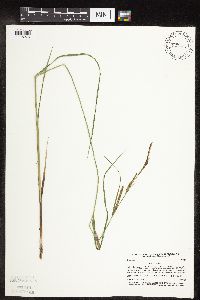 Carex stricta image