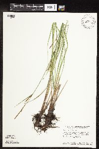 Carex stricta image