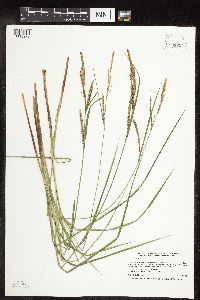 Carex stricta image