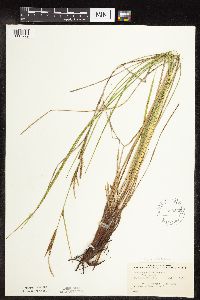 Carex stricta image