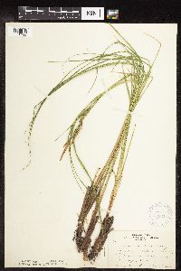 Carex stricta image