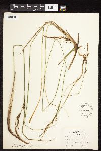 Carex stricta image