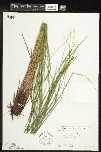 Carex stricta image