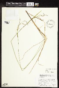 Carex stricta image