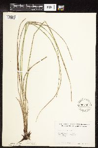 Carex stricta image