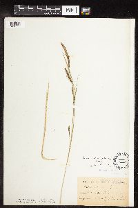 Carex stricta image