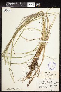 Carex stricta image