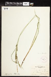Carex stricta image