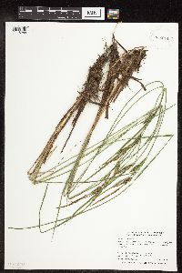 Carex stricta image