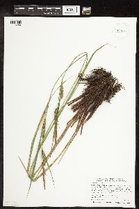 Carex stricta image