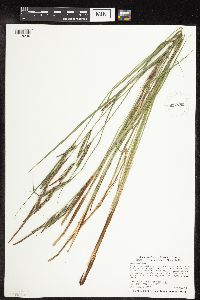 Carex stricta image